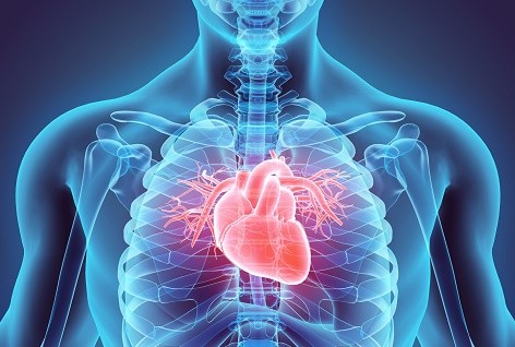 The location of the heart in the body.