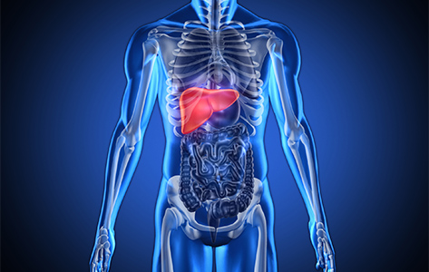 The location of the liver in the body.