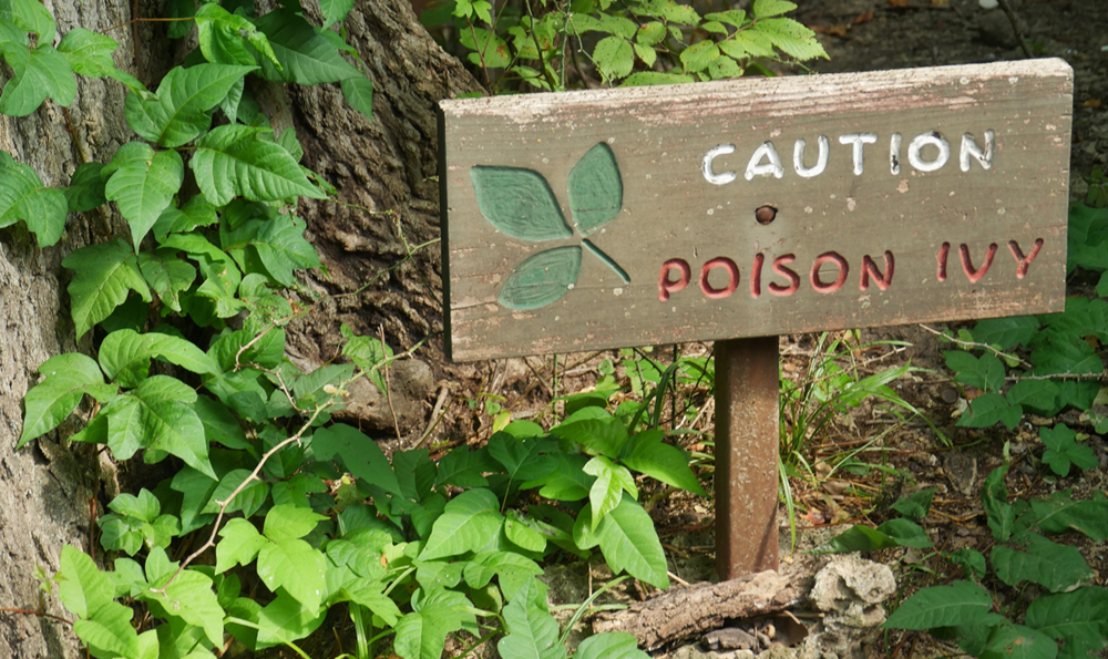 Poison ivy caution sign.