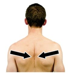Seated Scapular Retraction