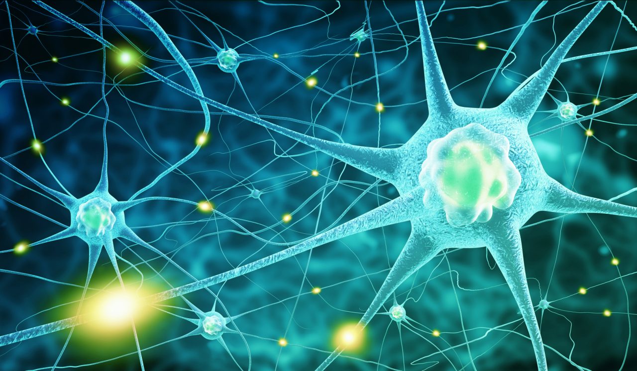Nerve cells for neuromodulation